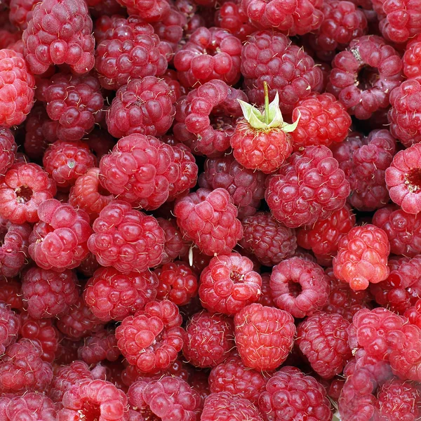 A beautiful selection of freshly picked ripe red raspberries — Stock Photo, Image