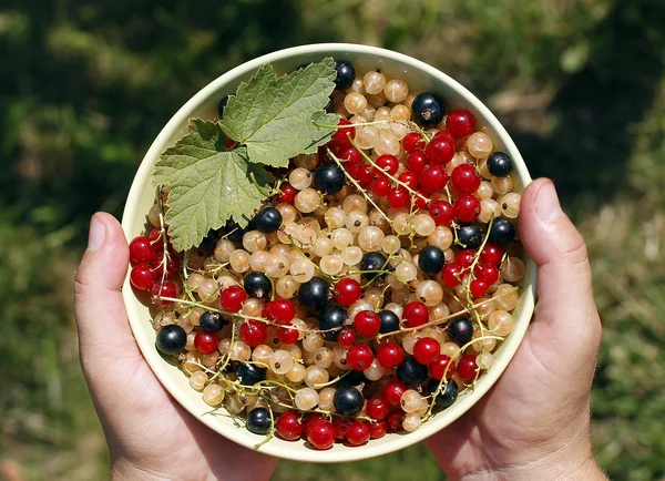 Crockery with black withe red currant in woman hands — Stock Photo, Image