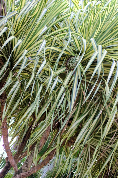 Pineapple on the tree — Stock Photo, Image