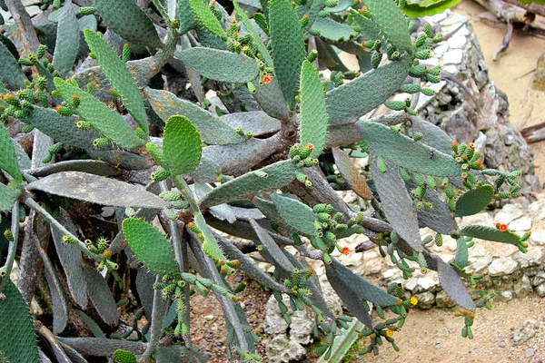 Fleur de cactus — Photo