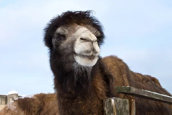 Shaggy camel — Stock Photo, Image