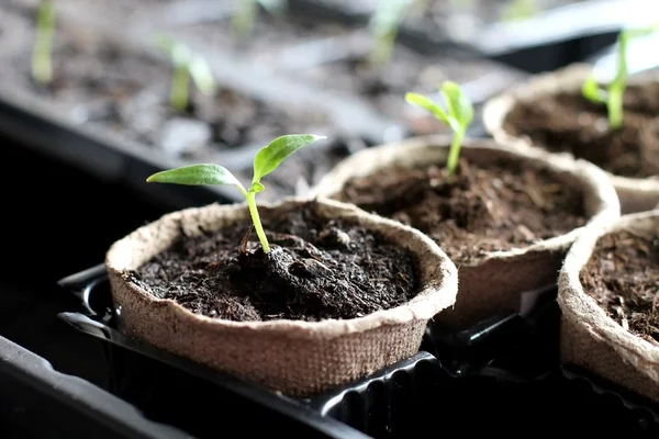 Seedling grow indoor — Stock Photo, Image