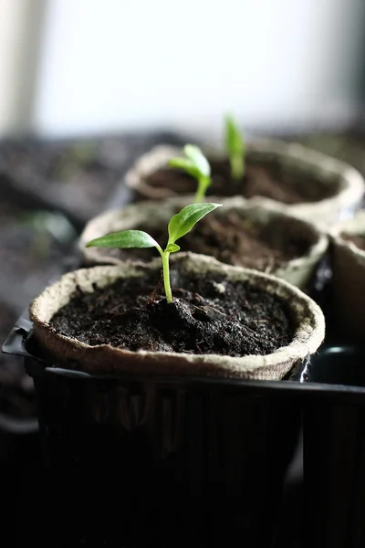 绿色增长植物 — 图库照片