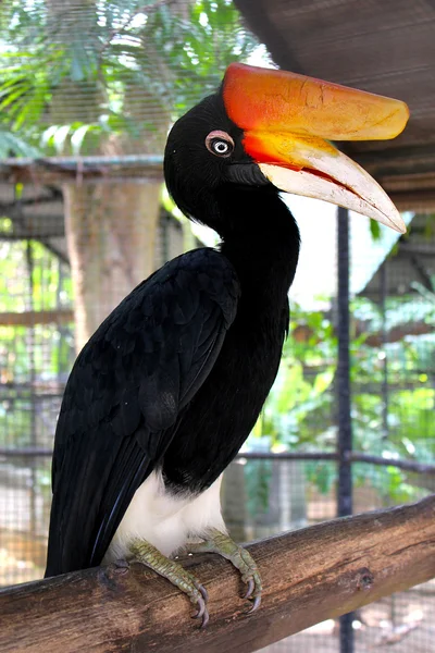 Great hornbill — Stock Photo, Image