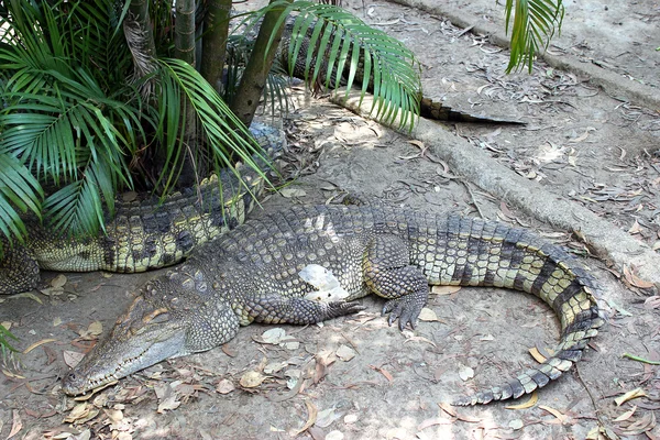 Sleeping crocodile — Stock Photo, Image