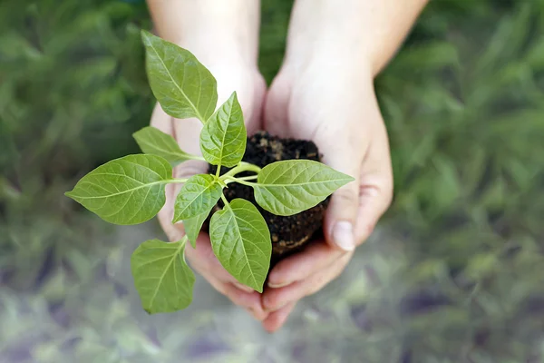 Manos sosteniendo verde pequeña planta nuevo concepto de vida — Foto de Stock