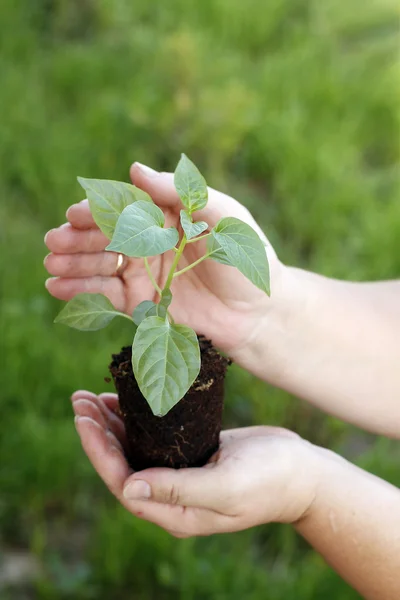 Mãos segurando verde pequena planta novo conceito de vida — Fotografia de Stock