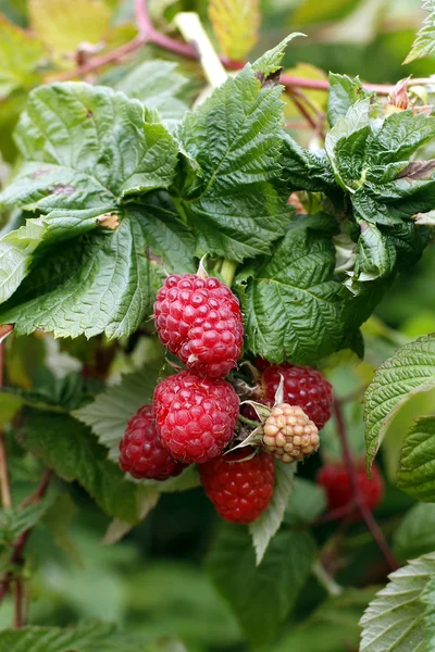 Ripe raspberry on a green branch — Stock Photo, Image