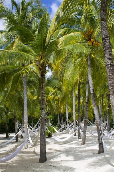 Strand paradijs hangmat onder de palmbomen — Stockfoto