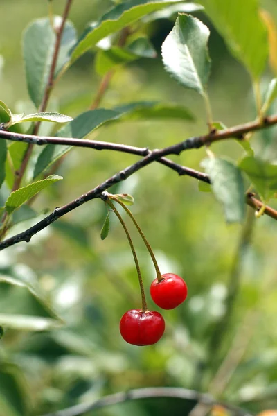 Cherries hanging on a cherry tree branch — Stock Photo, Image