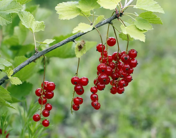 Red currant — Stock Photo, Image