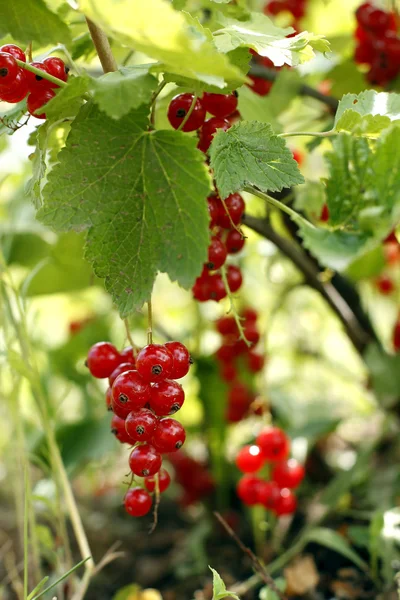 Red currant — Stock Photo, Image