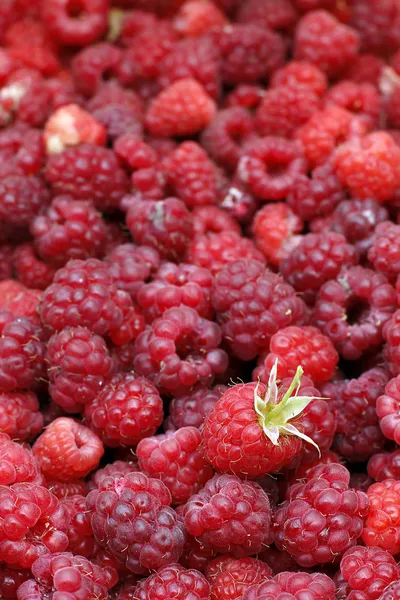 A beautiful selection of freshly picked ripe red raspberries — Stock Photo, Image