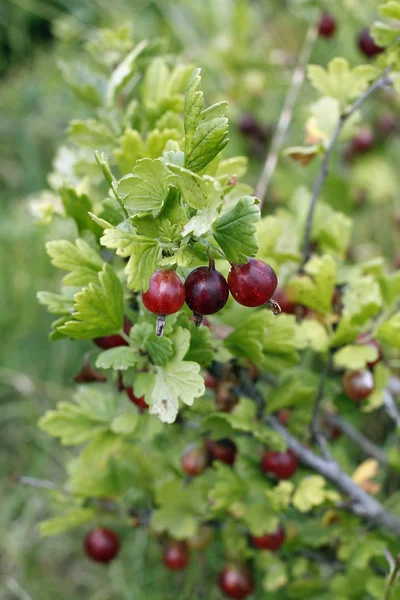 Gooseberries — Stock Photo, Image