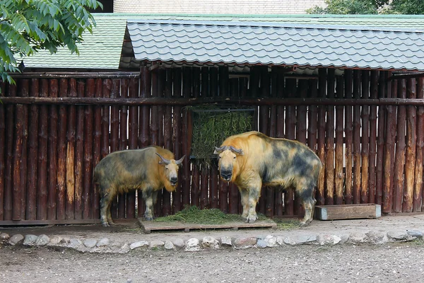 Takin... — Fotografia de Stock