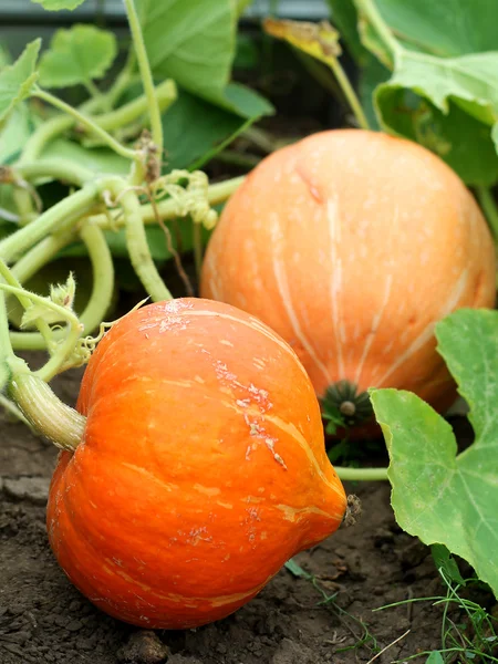 Piante da zucca con ricco raccolto in un campo pronto per essere raccolto — Foto Stock