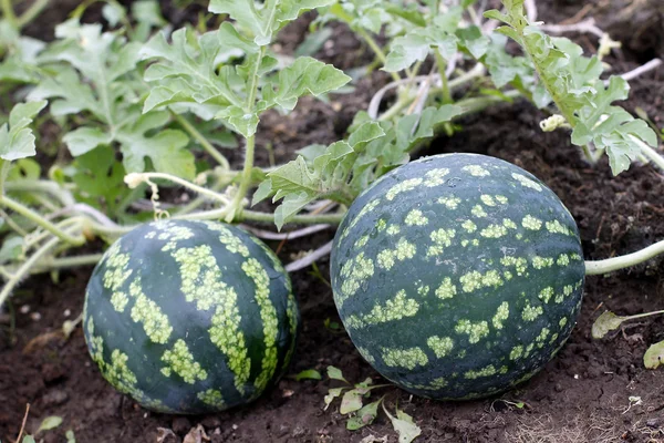 Watermeloen in een plantaardige tuin-jonge plant — Stockfoto