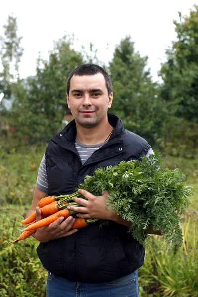 Счастливый человек держит кучу собранной моркови — стоковое фото