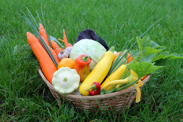Fresh vegetables in basket on the grass