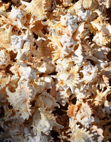 Spiked Sea Shells Background — Stock Photo, Image