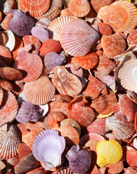 Vlakke en kleurrijke zee schelpen achtergrond — Stockfoto