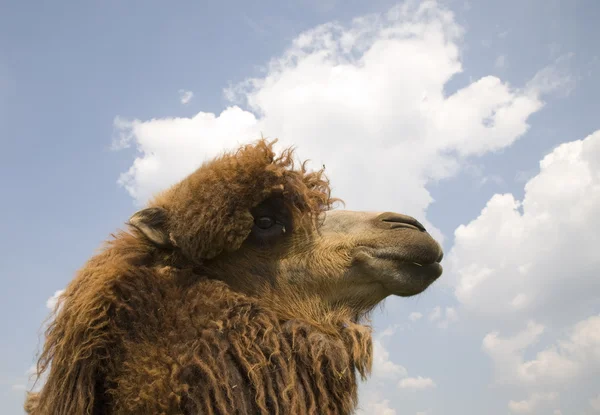 Yakın bir yukarı bir deve kafa — Stok fotoğraf