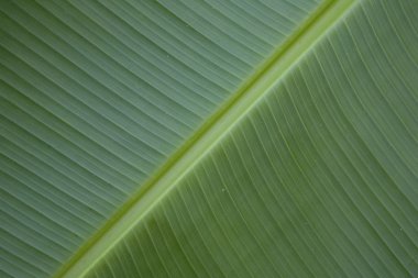 muz ağacı yaprağı yakın çekim