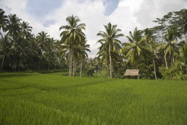Bali, Endonezya ubud yakınındaki ricefield