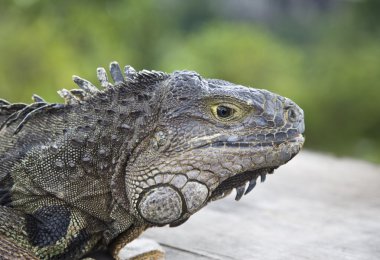 bali adasında bir iguana yan görünüm
