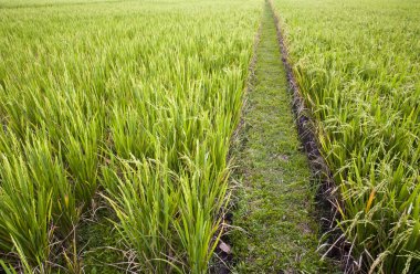 pirinç paddies yakınındaki ubud Bali, Endonezya