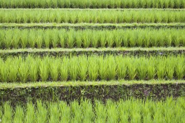 pirinç paddies yakınındaki ubud Bali, Endonezya