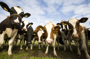 Hollandalı inek portresi