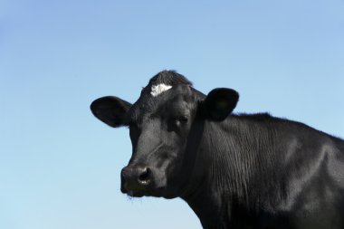 Çayırda Hollandalı inek