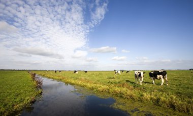 Hollandalı inekler çayırda