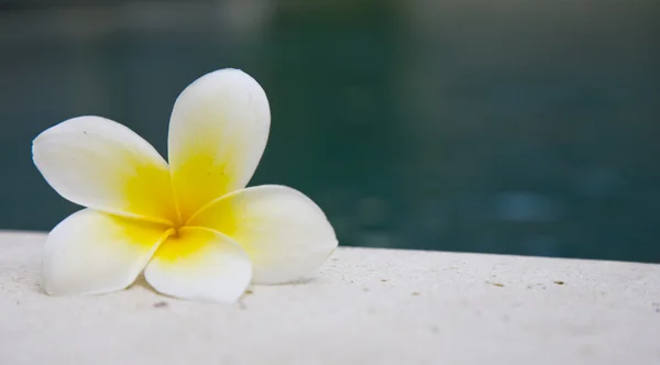 Frangipani branco à beira da piscina — Fotografia de Stock
