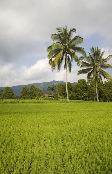 A Bali rice field landscape near Ubud — Stock Photo, Image