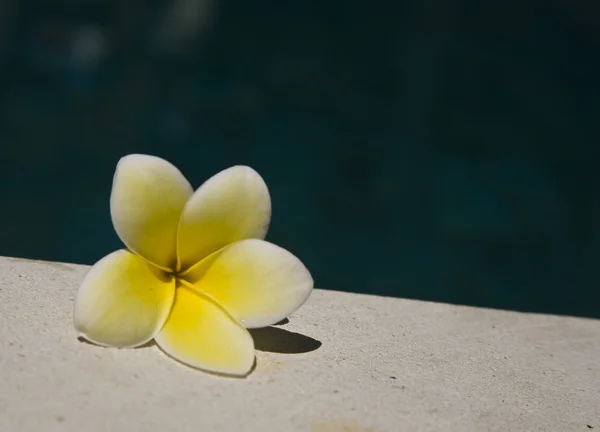 Witte frangipani in het zwembad — Stockfoto