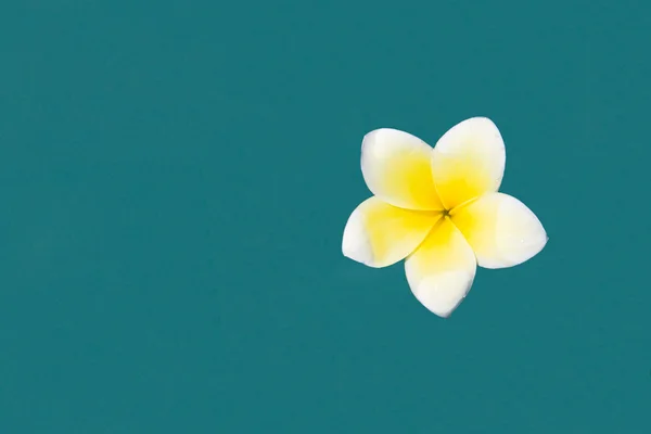 Witte frangipani in het zwembad — Stockfoto