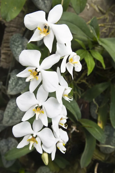 Phalaenopsis amabilis (księżyc orchidea) — Zdjęcie stockowe