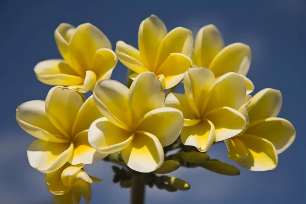 Frangipani branco contra um céu azul — Fotografia de Stock