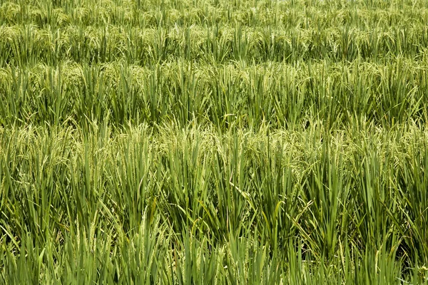 A ricefield in Chenggu in Bali, Indonesia — Stock Photo, Image