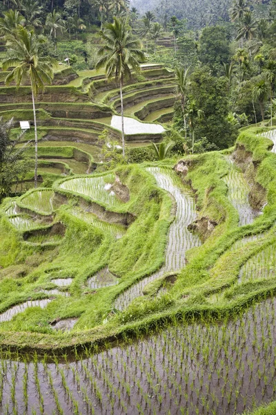 Risfält nära ubud, bali, Indonesien — Stockfoto