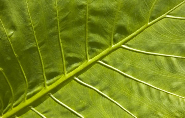 Hintergrund des alocasia alba Blatt — Stockfoto