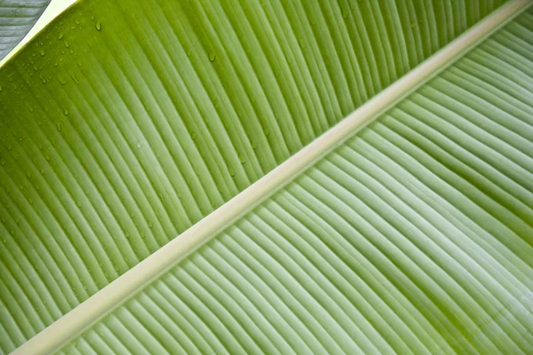 Primo piano della foglia di banano — Foto Stock