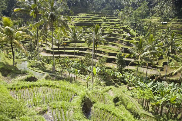 Rizières près de Ubud à Bali, Indonésie — Photo