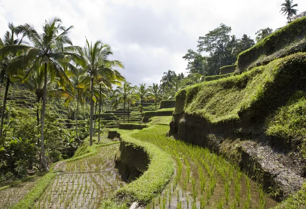 Arroz cerca de Ubud en Bali, Indonesia — Foto de Stock