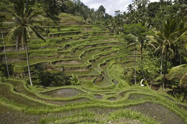 Paddies de arroz perto de Ubud em Bali, Indonésia — Fotografia de Stock