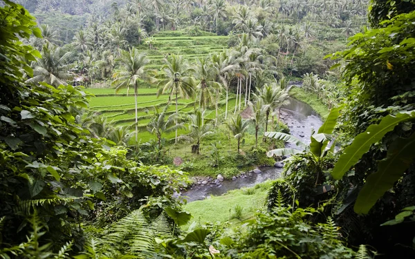 Rýžová pole v ubud Bali, Indonésie — Stock fotografie