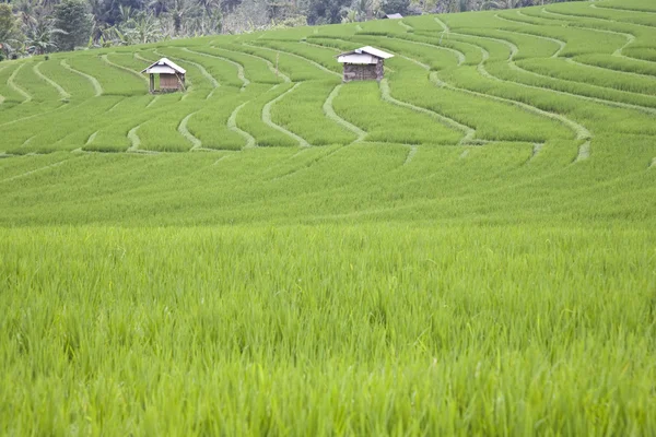 インドネシア、バリ島ウブド近くの田んぼ — ストック写真