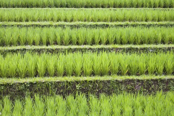 pirinç paddies yakınındaki ubud Bali, Endonezya